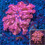 Indonesian Flower Pot Goniopora Coral (click for more detail)