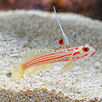 Yasha Goby, Female (click for more detail)