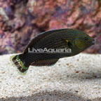 Dusky Wrasse  (click for more detail)