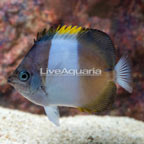 Black Zoster Butterflyfish (click for more detail)