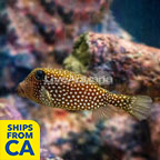 Boxfish EXPERT ONLY (click for more detail)