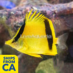 Marcella Butterflyfish (click for more detail)