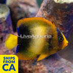 West African Angelfish  (click for more detail)