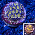 LiveAquaria® Cultured Orange Leptastrea Coral (click for more detail)