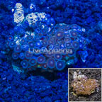 Zoanthus Coral Indonesia (click for more detail)