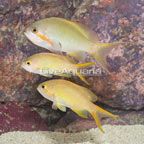 Huchtii Anthias, Trio  (click for more detail)