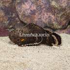 Reef Stonefish (click for more detail)