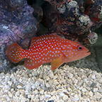Miniatus Grouper (click for more detail)