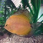 Gold Blue Hybrid Discus (click for more detail)