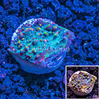 LiveAquaria® Ultra Chalice Coral (click for more detail)