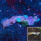 Australia Blue Actinodiscus Mushroom (click for more detail)