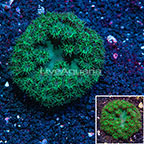 Pagoda Cup Coral Australia (click for more detail)