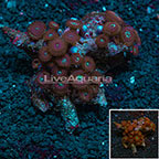 Houdini Colony Polyp Rock Zoanthus Indonesian IM (click for more detail)