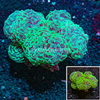Branching Hammer Coral Indonesia (click for more detail)