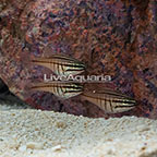Moluccan Cardinalfish (Trio) (click for more detail)