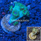 LiveAquaria® Cultured Green Cup Coral (click for more detail)