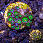 LiveAquaria® Cultured Zoanthus Coral  (click for more detail)