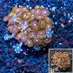 Zoanthus Coral Indonesia (click for more detail)