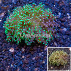 LiveAquaria® Cultured Frogspawn Coral  (click for more detail)