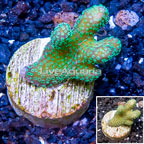 LiveAquaria® Cultured Stylophora Coral (click for more detail)