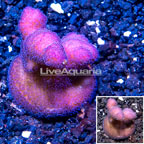 LiveAquaria® Cultured Stylophora Coral (click for more detail)