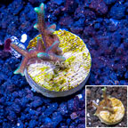 LiveAquaria® Cultured Acropora Coral  (click for more detail)