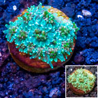 LiveAquaria® Cultured Galaxea Coral (click for more detail)