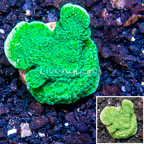 LiveAquaria® Cultured Montipora Coral  (click for more detail)