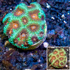 LiveAquaria® Cultured Favia Coral (click for more detail)