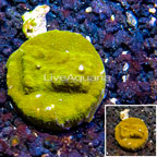 LiveAquaria® Cultured Orange/Gold Psammocora Coral (click for more detail)