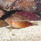 Yellow Hawkfish (click for more detail)