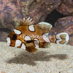 Harlequin Sweetlips (click for more detail)