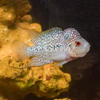 Flowerhorn Cichlid  (click for more detail)