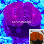 Acan Lord Coral Indonesia  (click for more detail)