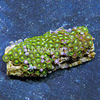 Green Bay Packers and Wham'n Watermelon Colony Polyp Rock Zoanthus Indonesia IM (click for more detail)