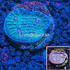 USA Cultured Stardust Chalice Coral (click for more detail)