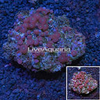 Red People Eater Polyp Rock Zoanthus Indonesia IM (click for more detail)