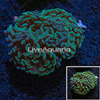 Indonesia Hammer Coral (click for more detail)