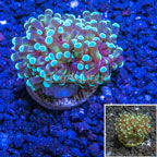 LiveAquaria® Cultured Grape Coral (click for more detail)