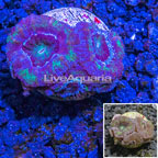  LiveAquaria® Cultured Acan Lord Coral (click for more detail)