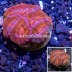 LiveAquaria® Cultured Acan Lord Coral (click for more detail)