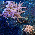 Tree Coral Indonesia (click for more detail)