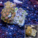 Zoanthus Coral Indonesia (click for more detail)