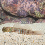 Lagoon Shrimp Goby (click for more detail)