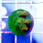 USA Cultured Acropora Coral (click for more detail)