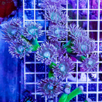 Duncan Coral Australia  (click for more detail)