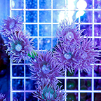 Duncan Coral Australia  (click for more detail)