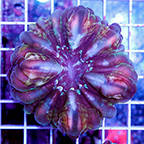 Cynarina Button Coral (click for more detail)