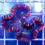 Open Brain Coral Australia (click for more detail)