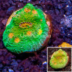 LiveAquaria® Cultured Ultra Chalice Coral (click for more detail)